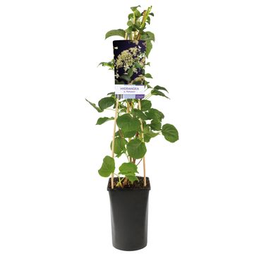 Hydrangea anomala petiolaris