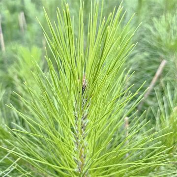 Pinus roxburghii