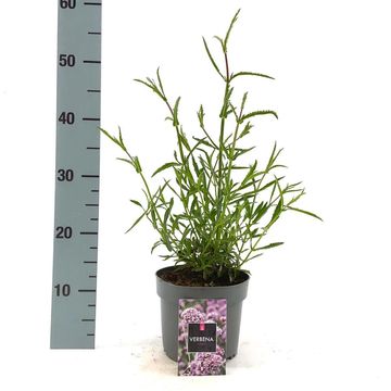 Verbena bonariensis 'Lollipop'