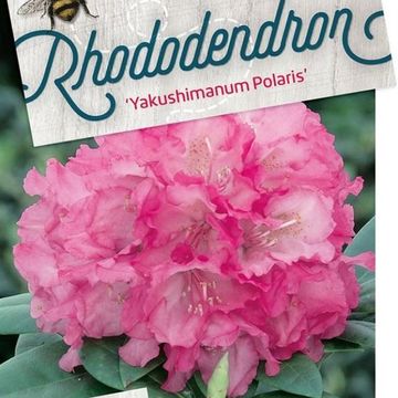 Rhododendron 'Polaris' (Y)