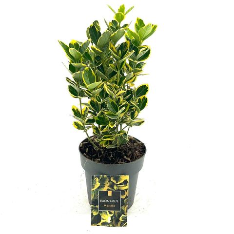 Euonymus japonicus MARIEKE