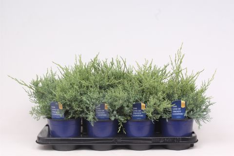 Juniperus x pfitzeriana 'Pfitzeriana Glauca'