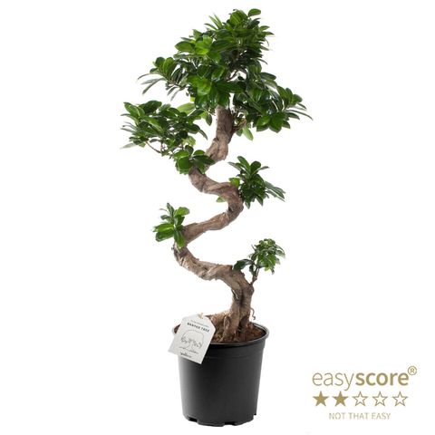 Ficus microcarpa