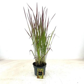 Imperata cylindrica 'Ред Барон'