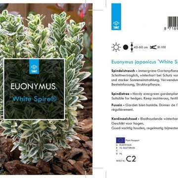 Euonymus japonicus 'White Spire'