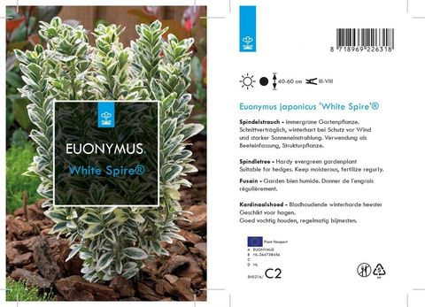 Euonymus japonicus 'White Spire'