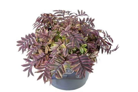 Polemonium 'Golden Feathers'