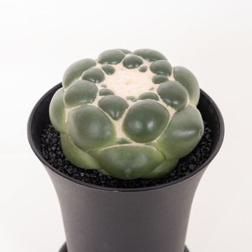 Coryphantha elephantidens