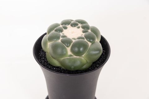 Coryphantha elephantidens