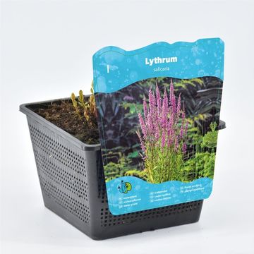 Lythrum salicaria