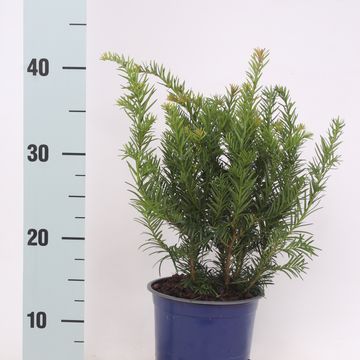 Taxus baccata 'Repandens'