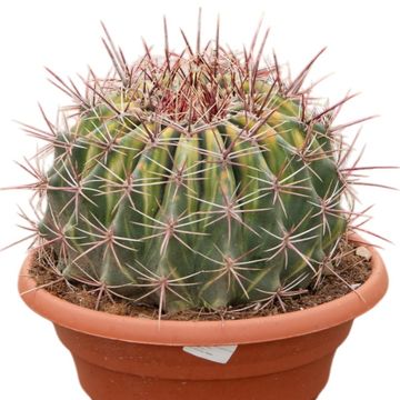 Ferocactus townsendianus 'Variegata'