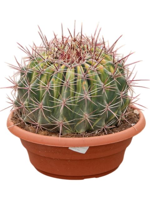 Ferocactus townsendianus 'Variegata'