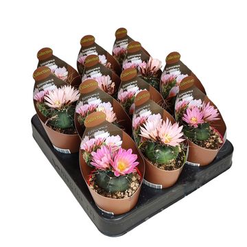 Echinocereus knippelianus