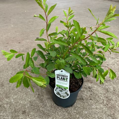 Exochorda 'The Bride'