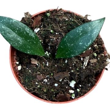 Hoya sp Cianjur