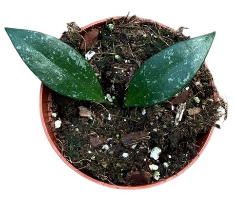 Hoya sp Cianjur
