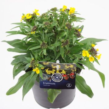 Erysimum 'Canaries Yellow'