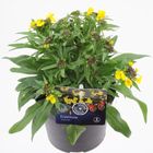 Erysimum 'Canaries Yellow'