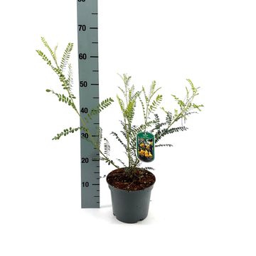 Sophora microphylla SUN KING