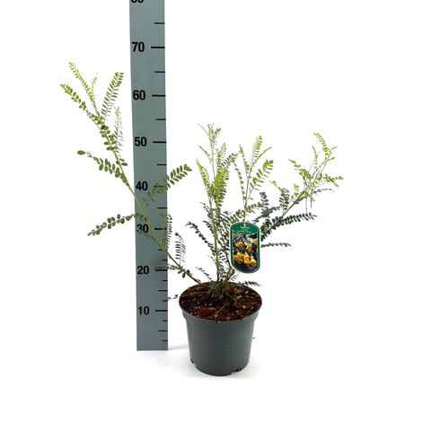 Sophora microphylla SUN KING