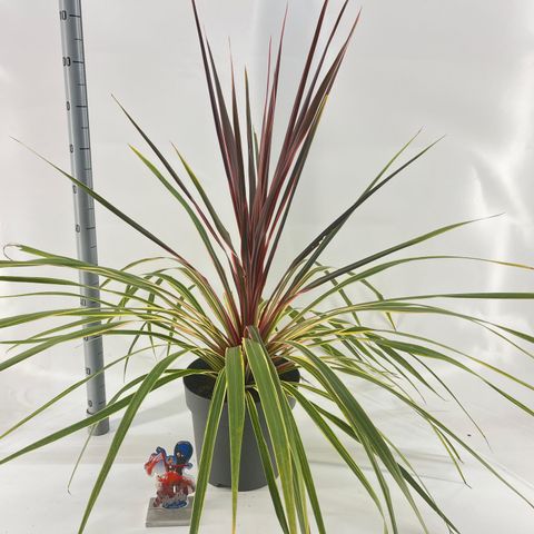 Cordyline australis 'Can Can'