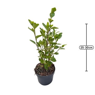Griselinia littoralis