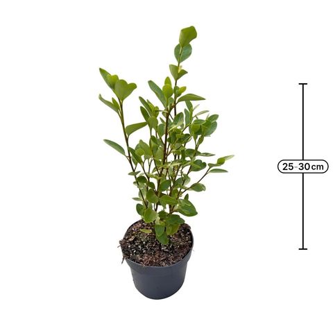 Griselinia littoralis