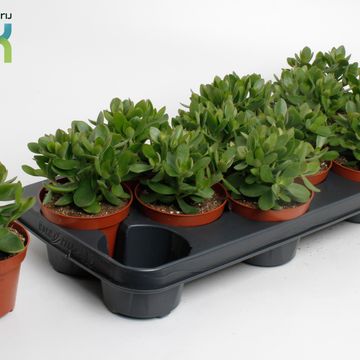 Crassula 'Moneymaker'
