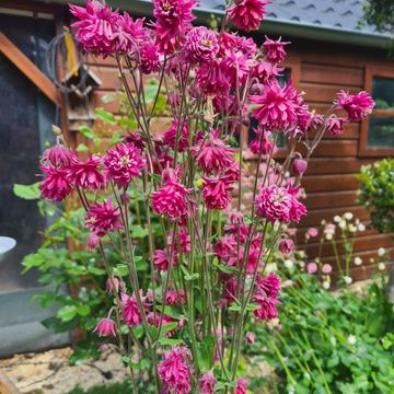 Aquilegia 'Nora Barlow'