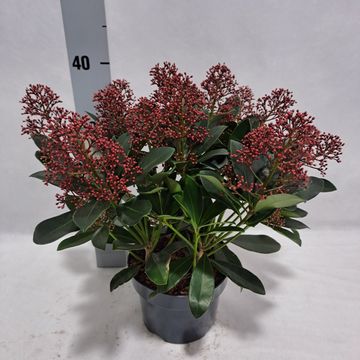 Skimmia japonica 'Rubella'