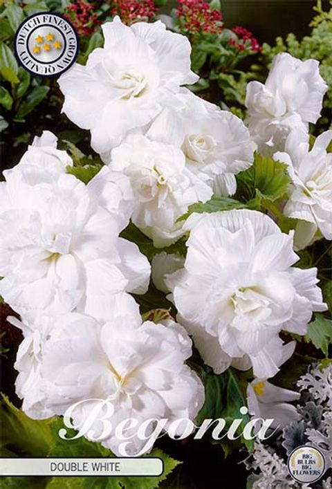 Begonia DOUBLE WHITE