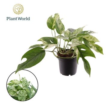 Epipremnum pinnatum 'Marble King'