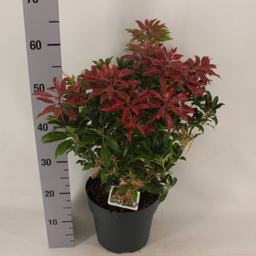 Pieris japonica 'Mountain Fire'