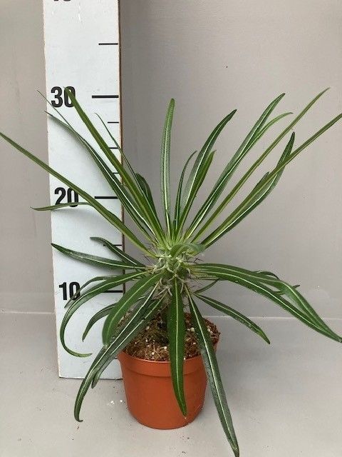 Pachypodium geayi