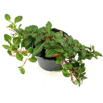 Persicaria affinis 'Darjeeling Red'