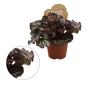 Begonia MAGIC COLOURS CUMBIA