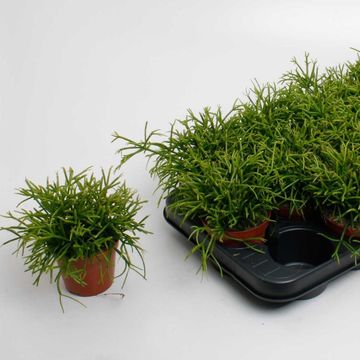 Rhipsalis baccifera 'Oasis'