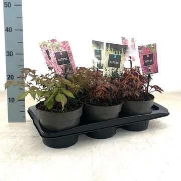 Astilbe JAPONICA MIX