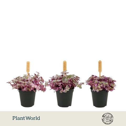 Callisia 'Rosato'