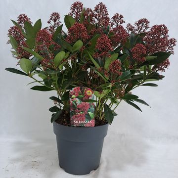 Skimmia japonica 'Rubella'