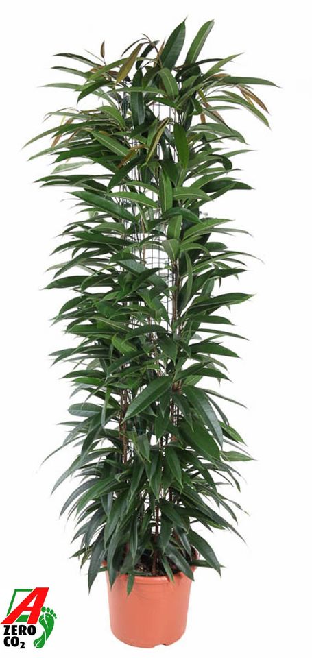 Ficus binnendijkii 'Alii King'