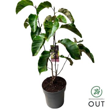 Magnolia 'Black Beauty'