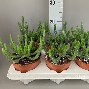 Euphorbia inermis