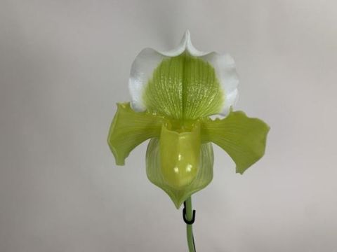 Paphiopedilum Bidborough x Paphiopedilum Ansum