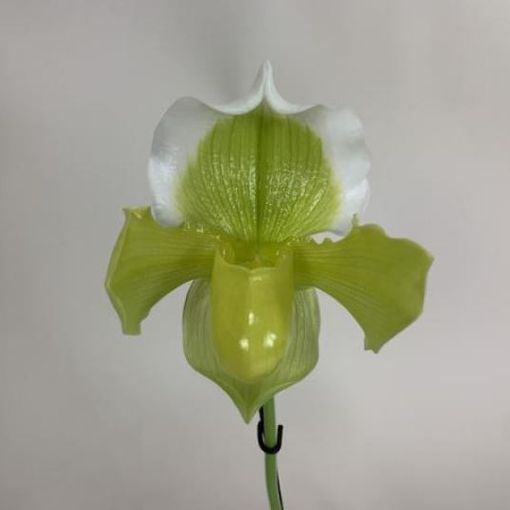 Paphiopedilum Bidborough x Paphiopedilum Ansum