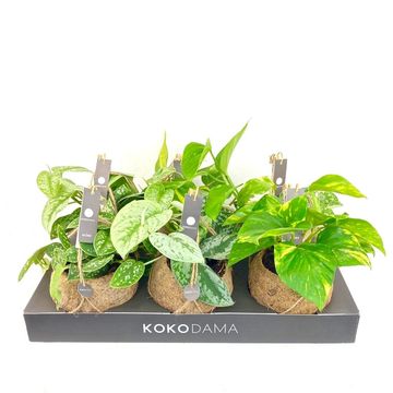Scindapsus pictus 'Silvery Ann'
