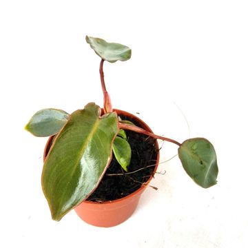 Philodendron billietiae x atabapoense