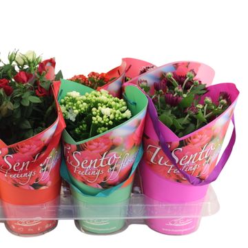 Комнатные растения MIX