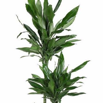 Dracaena fragrans 'Janet Lind'